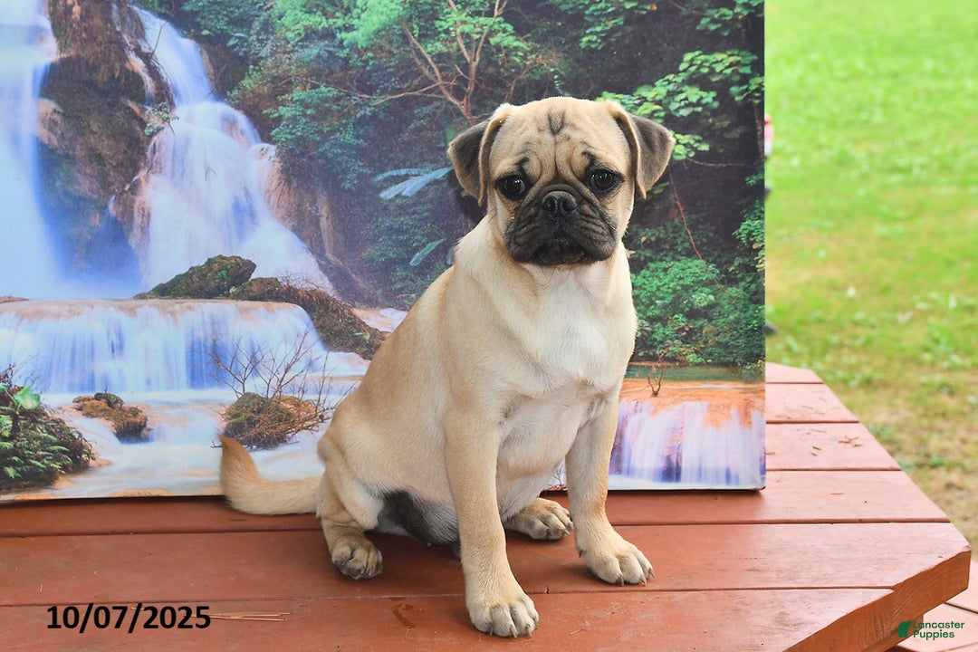 Pug dogs for sale: Sparky - Ad 7