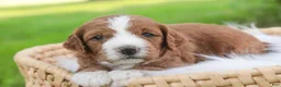 Cavapoo dogs for sale: Blaise Cavapoo  - Ad 26