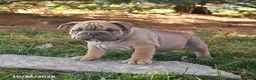 English Bulldog dogs for sale: Freedom - Ad 3