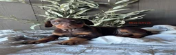 Doberman Pinscher dogs for sale: Doberman Pinscher Puppy 3 - Ad 1