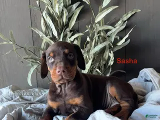 Doberman Pinscher dogs Doberman Pinscher Puppy 3 - Ad 14