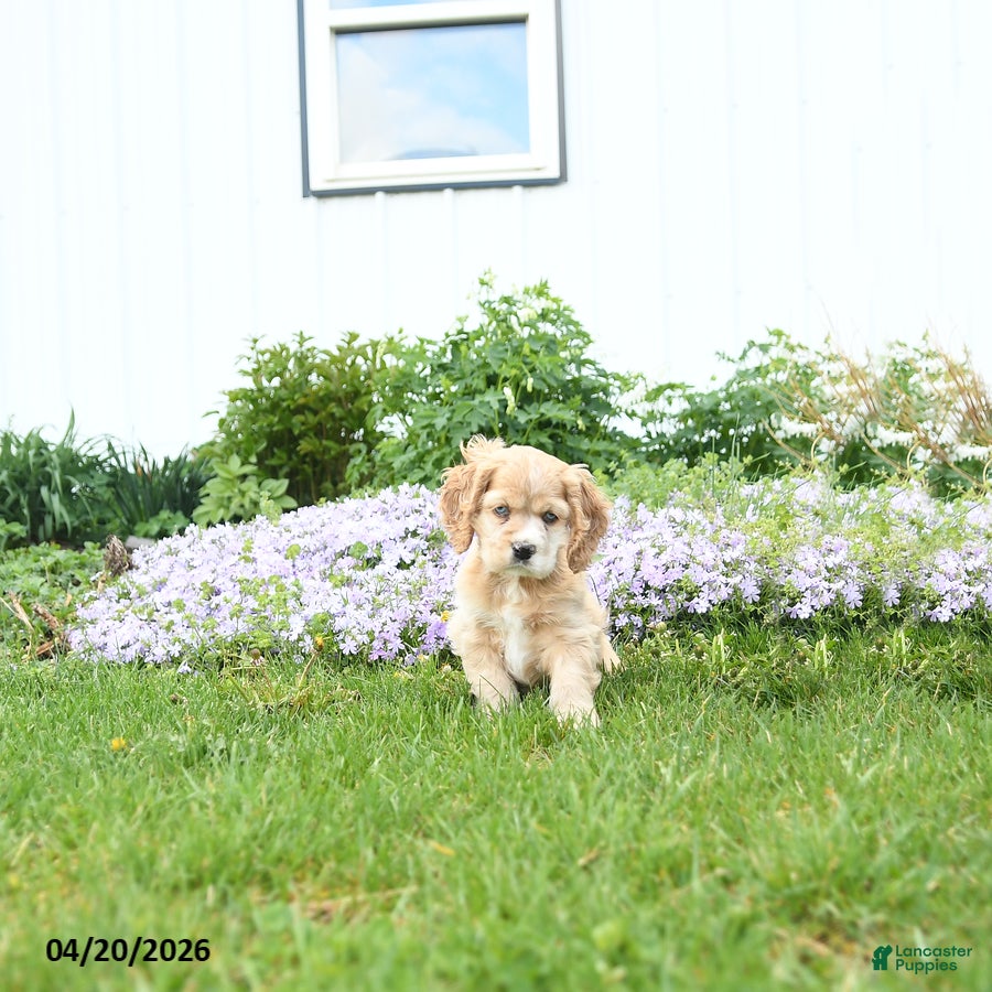 English Cocker Spaniel dogs Mint - Ad 2