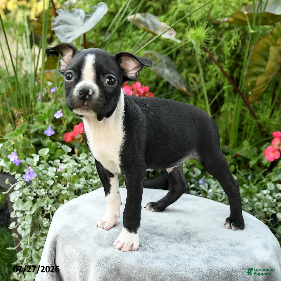 Boston Terrier dogs for sale: Becket - Ad 2