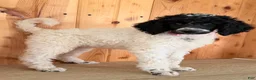 Standard Poodle dogs for sale: Karma - Ad 4