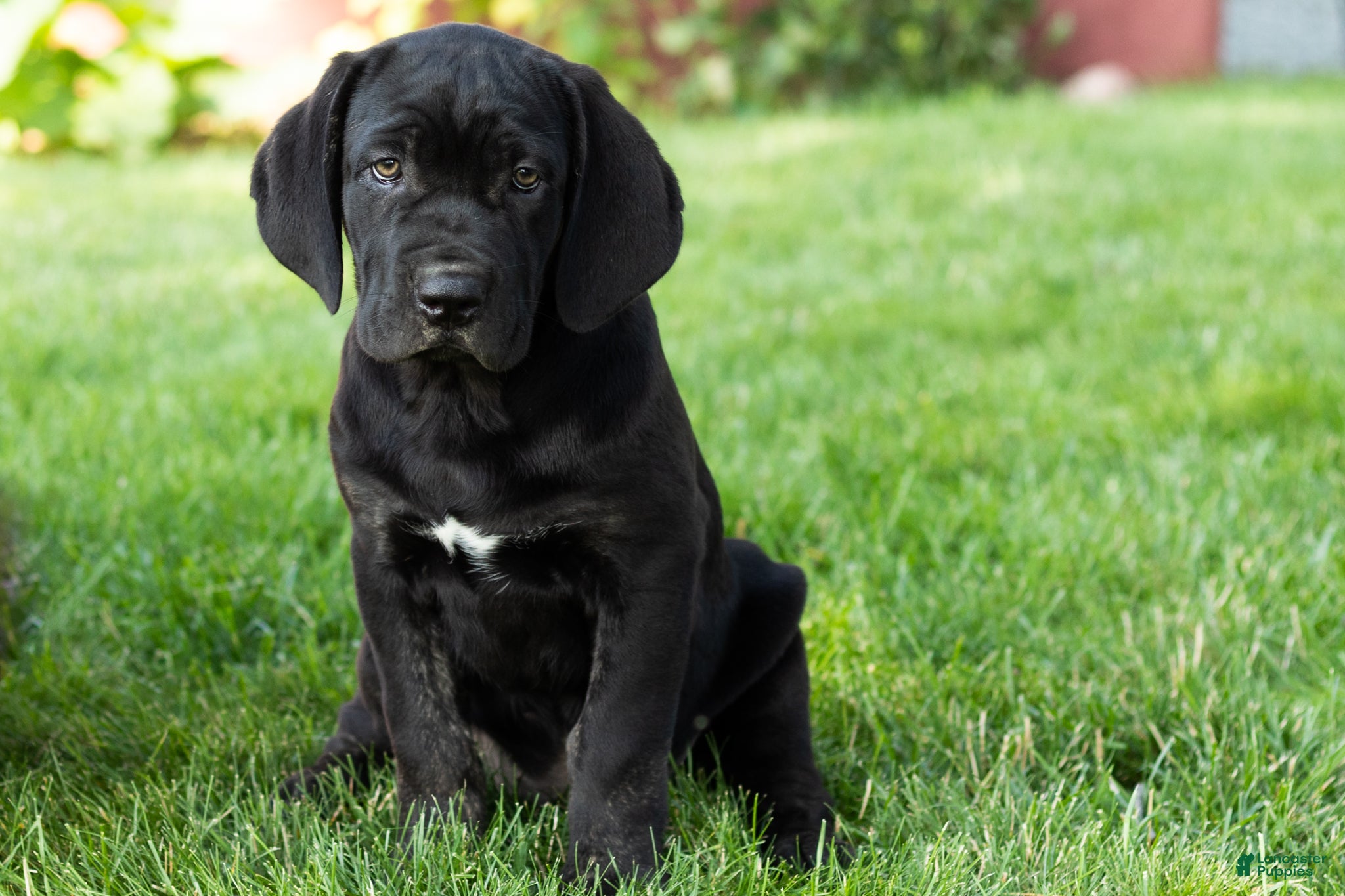 Cane Corso dogs Daisy  - Ad 13