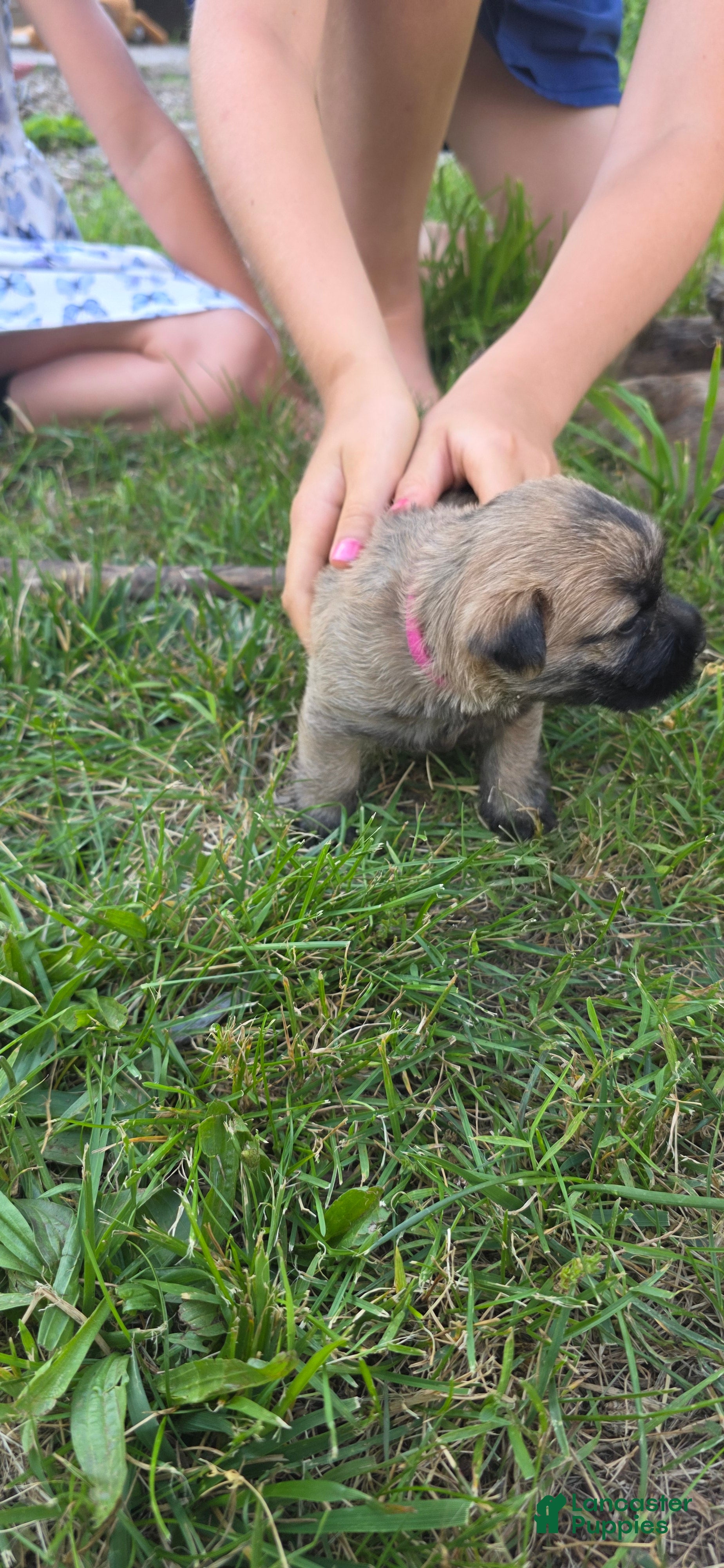 Cairn Terrier dogs Magnolia - Ad 2