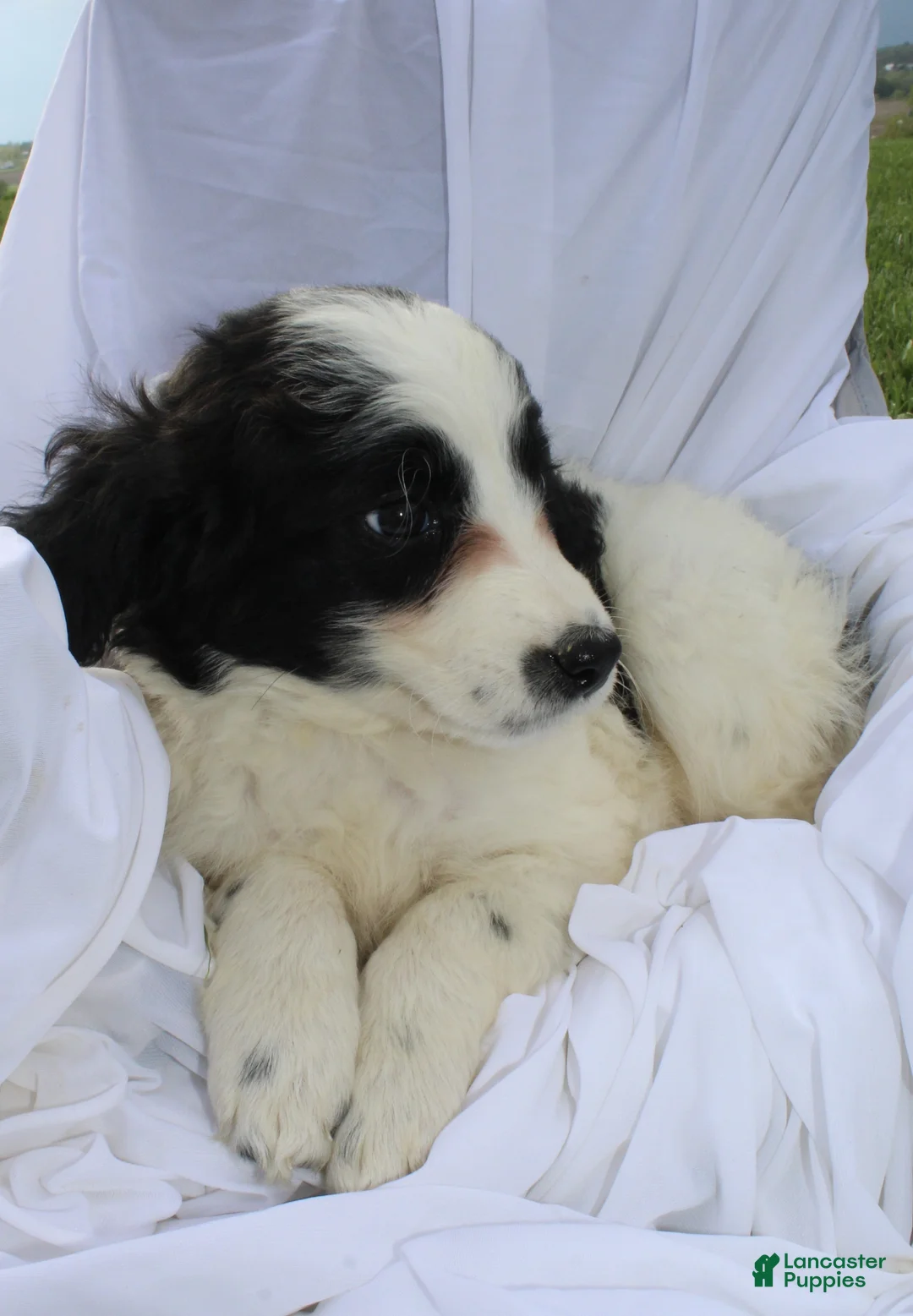 Portuguese Water Dog dogs for sale: Gracie - Ad 1