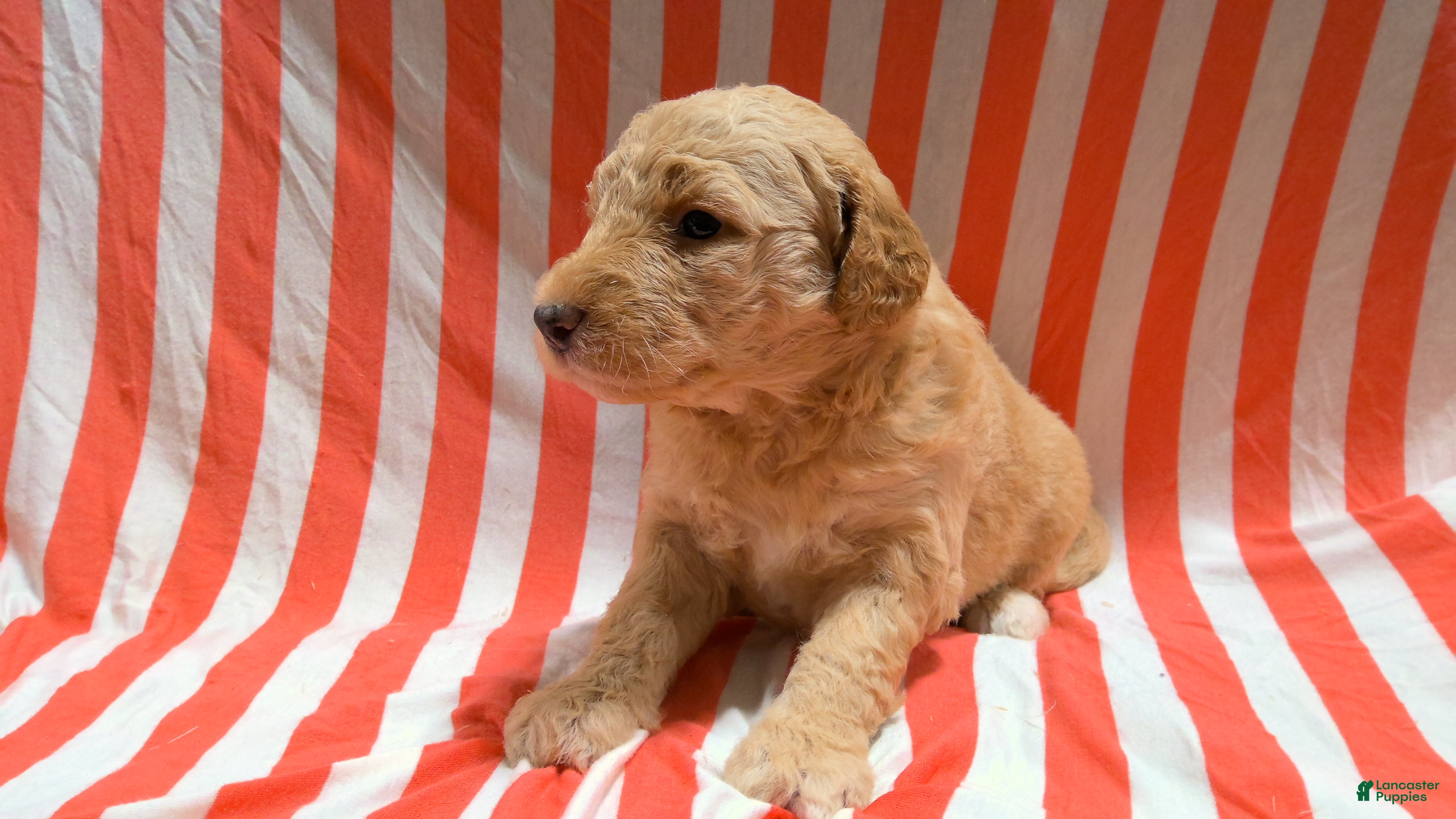 Mini Goldendoodle dogs Sadie - Ad 1
