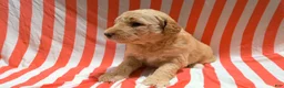 Mini Goldendoodle dogs for sale: Sadie - Ad 6