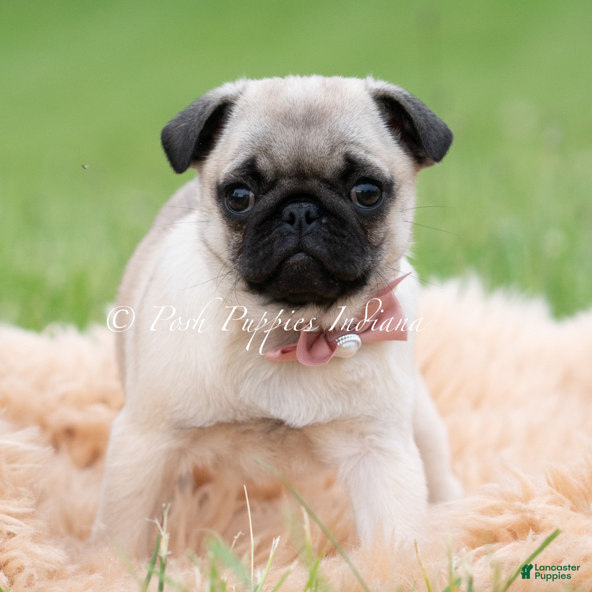 Pug dogs for sale: Carolina AKC - Ad 3