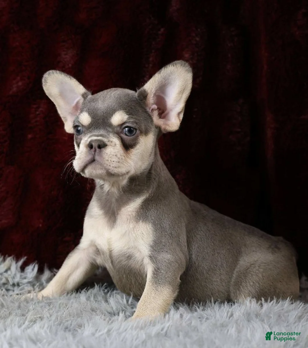 French Bulldog dogs for sale: Lollie - Ad 2