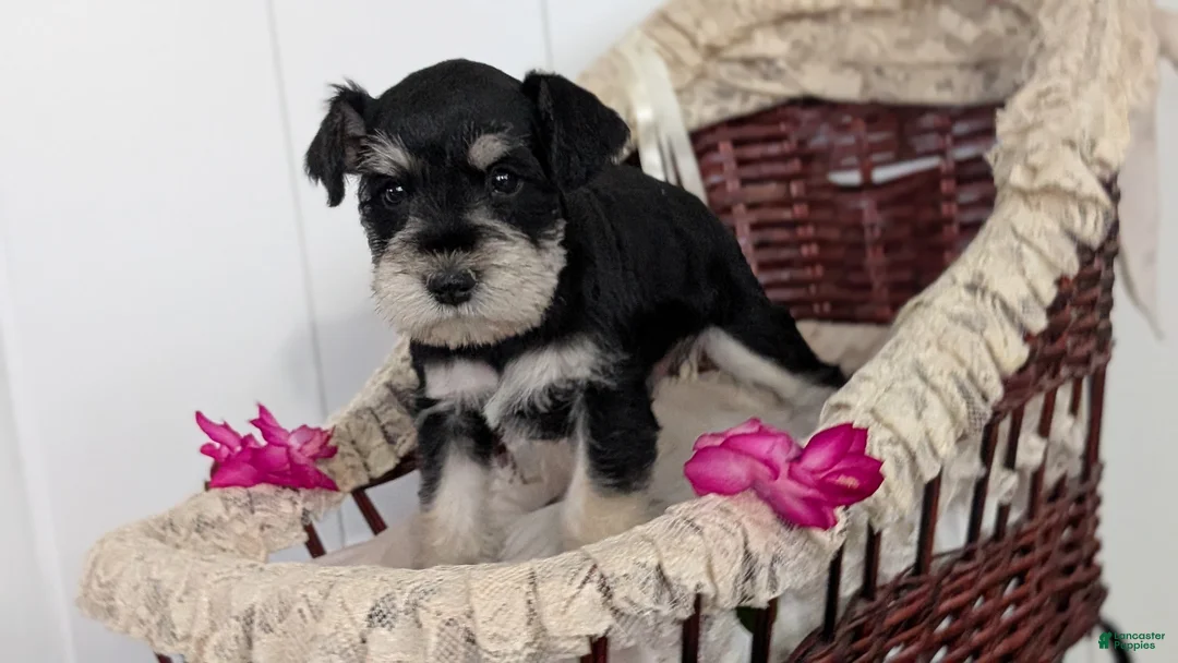 Miniature Schnauzer dogs for sale: Max - Ad 10