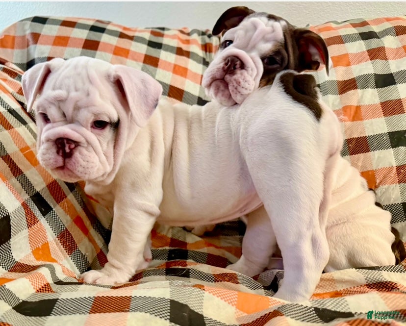 English Bulldog dogs for sale: Pillsbury girl  - Ad 7