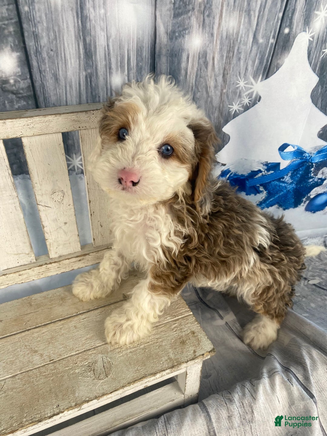 Cavapoo dogs for sale: Blue - Ad 7