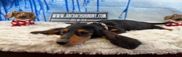 Dachshund dogs for sale: Import - Ad 5