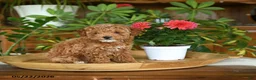 Miniature Poodle dogs for sale: Jack  - Ad 4