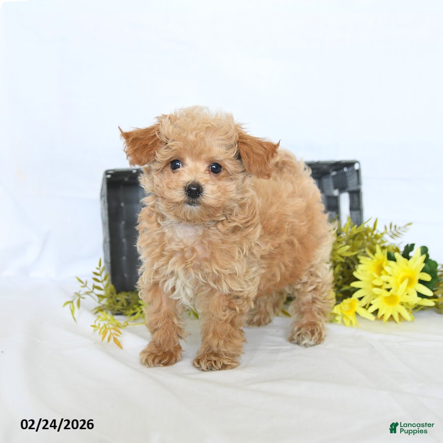 Maltipoo dogs Bolt - Ad 1