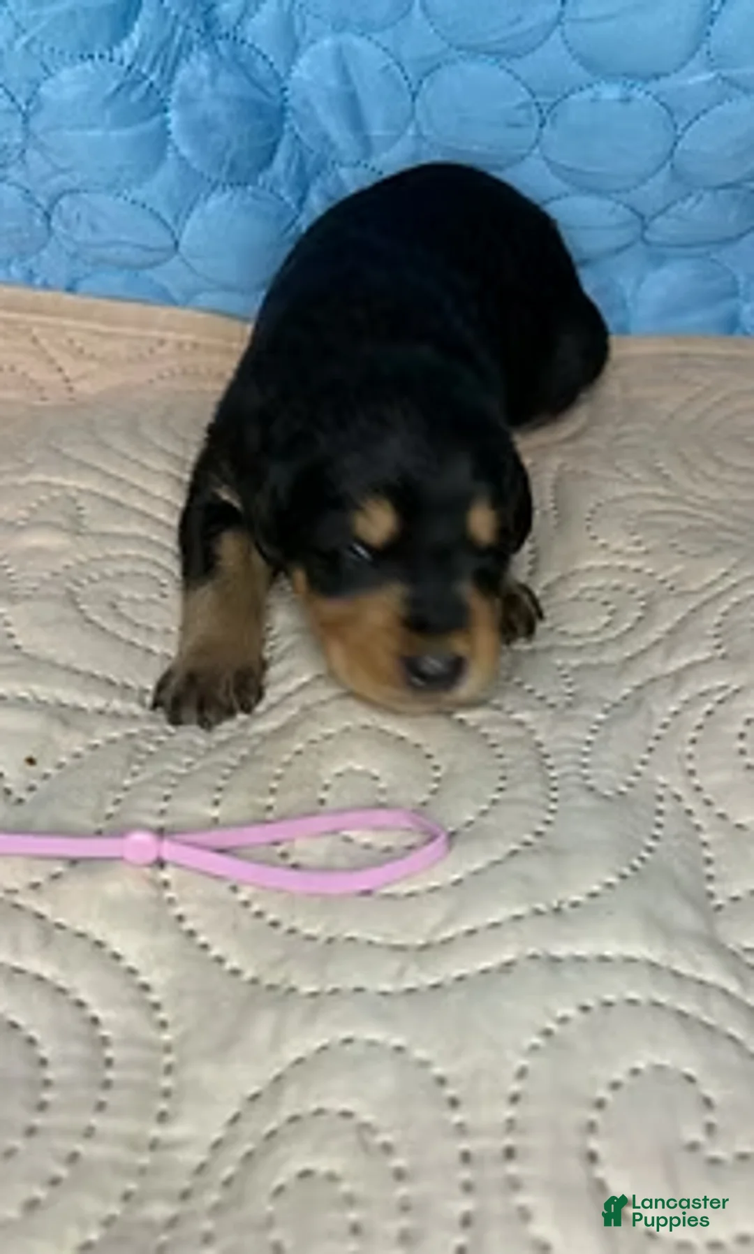 Mixed Breed dogs for sale: Peaches - Ad 4