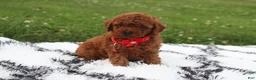 Toy Poodle dogs for sale: Kali - Ad 15
