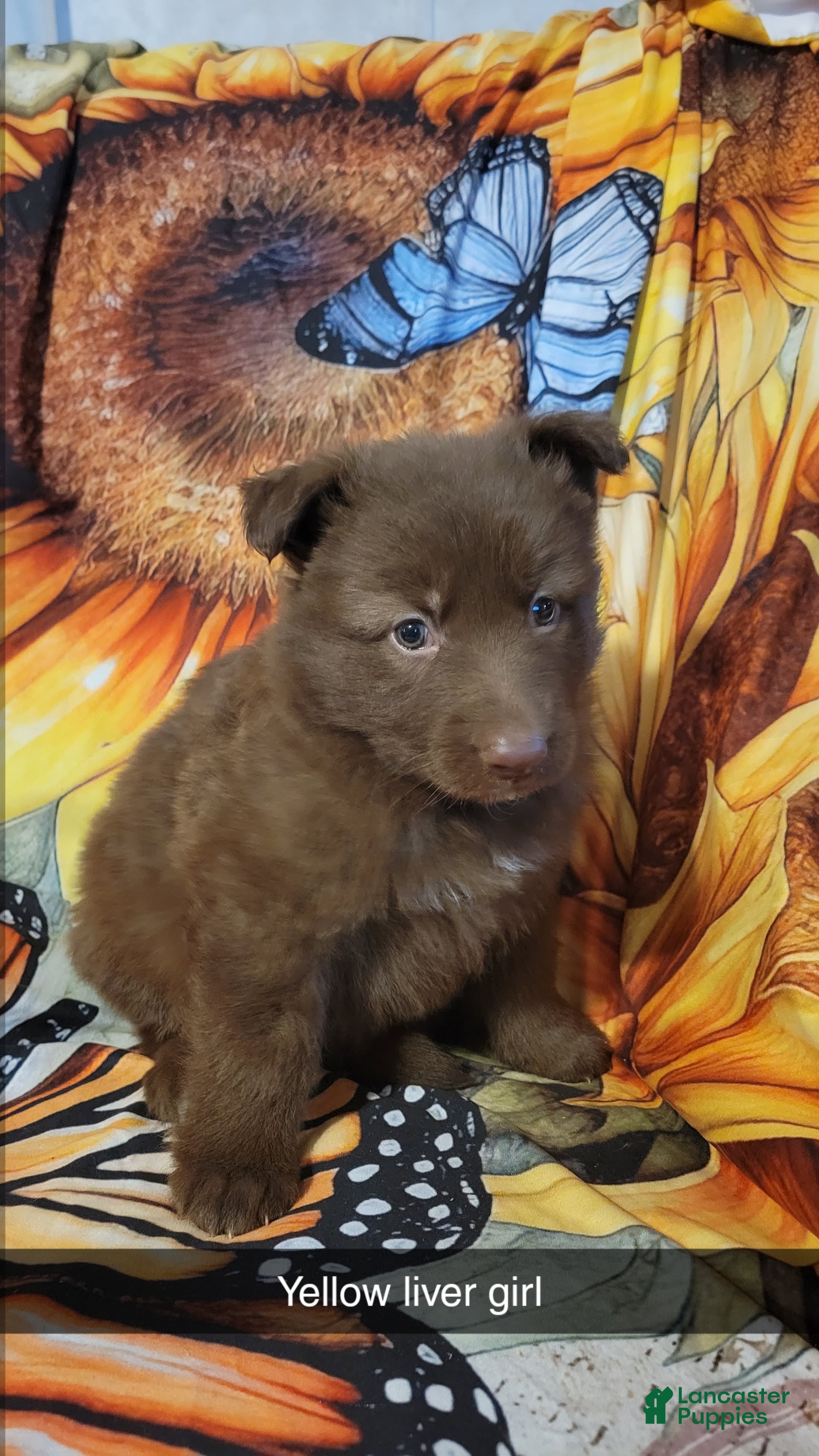 German Shepherd dogs Yellow Liver girl - Ad 18