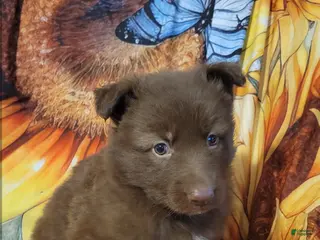 German Shepherd dogs Yellow Liver girl - Ad 16