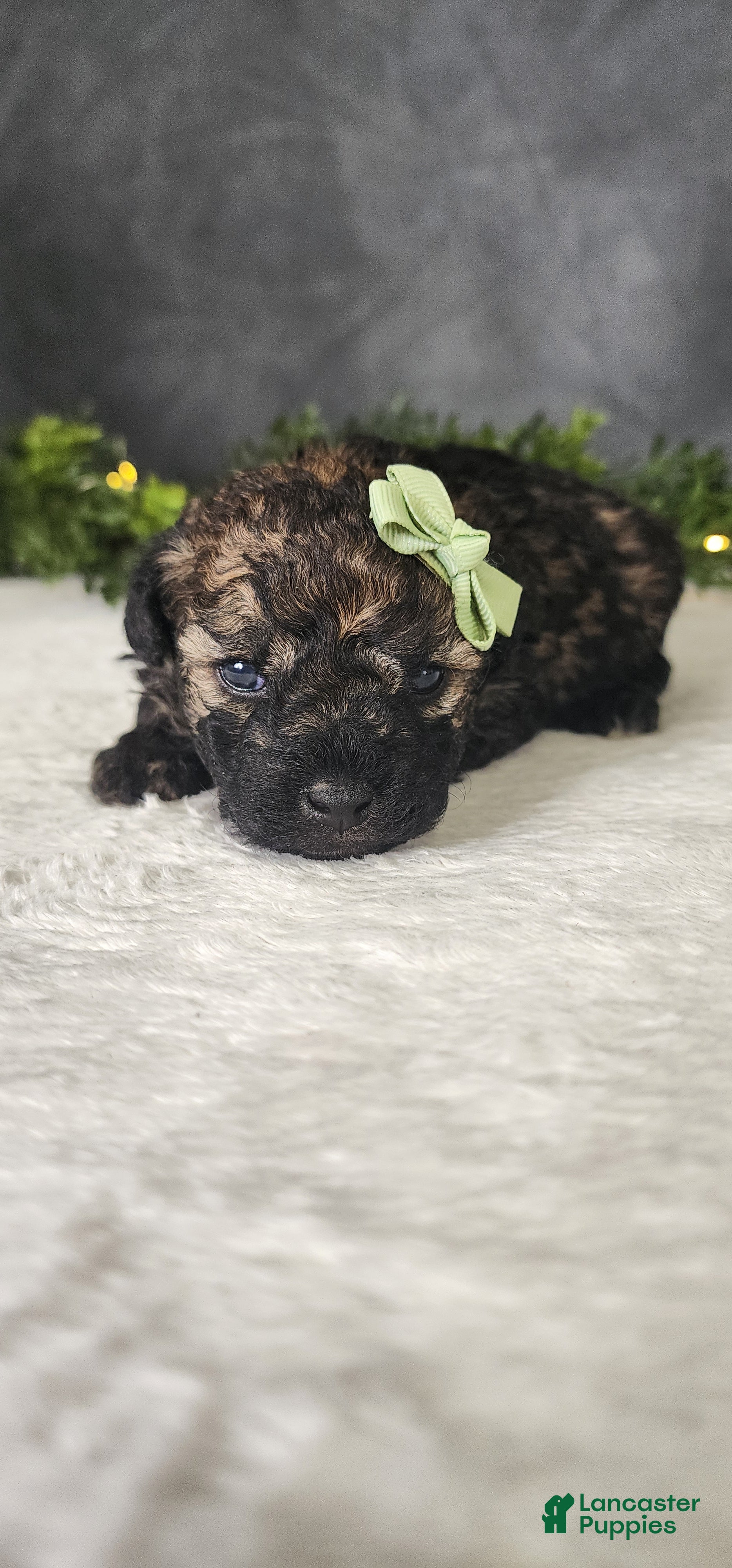 Miniature Poodle dogs Oliver  - Ad 2