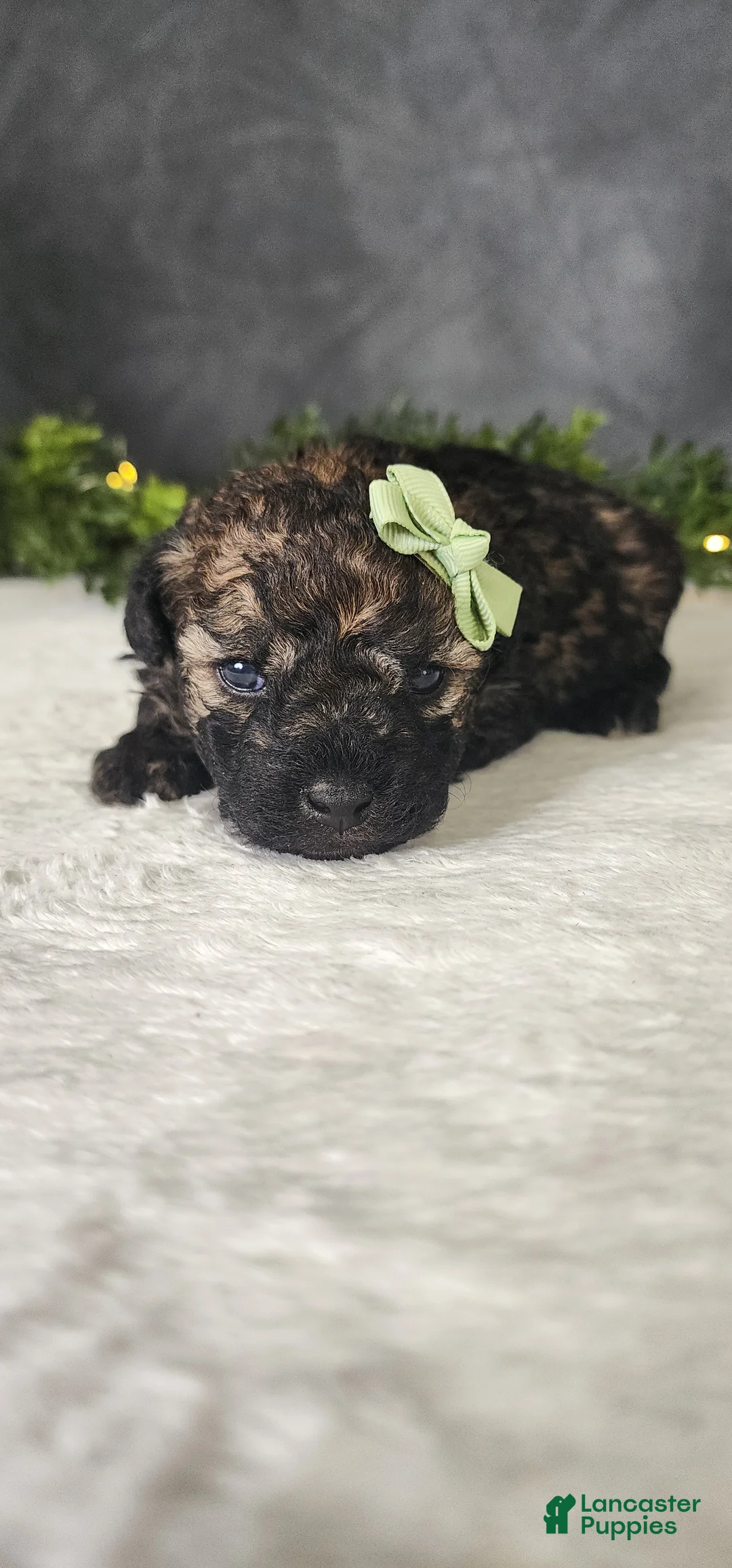 Miniature Poodle dogs for sale: Oliver  - Ad 2