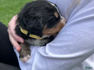 Bernese Mountain Dog dogs Bernese Mountain Dog Puppy 10 - Ad 22