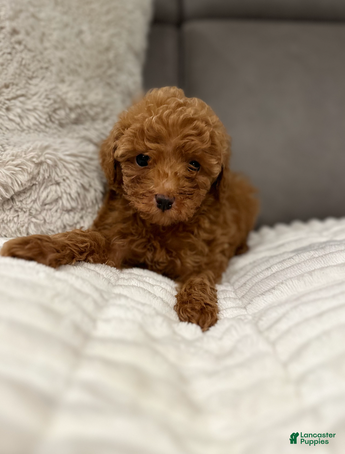 Toy Poodle dogs Tiny Thomas-AKC GENETICALLY TESTED & POTTY TRAINED - Ad 1
