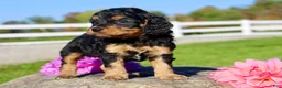 Cavapoo dogs for sale: Frankie Male Cavapoo - Ad 3