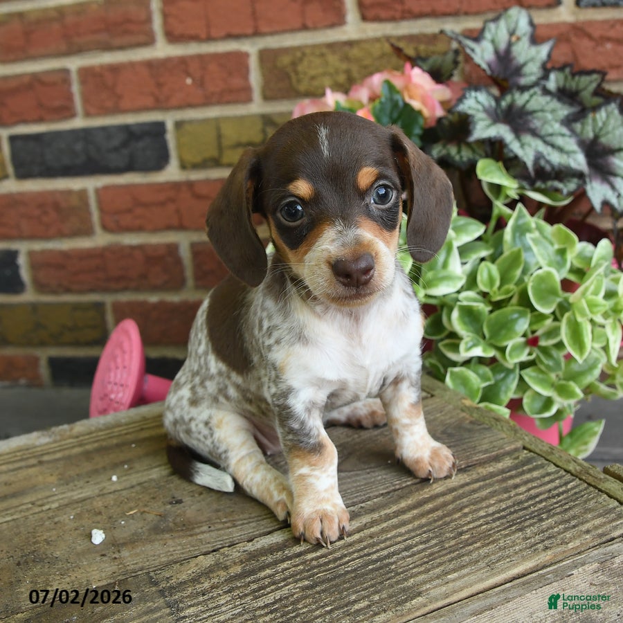Miniature Dachshund dogs Sundae - Ad 1