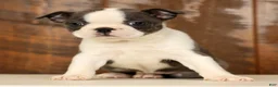 Boston Terrier dogs for sale: Rita - Ad 2