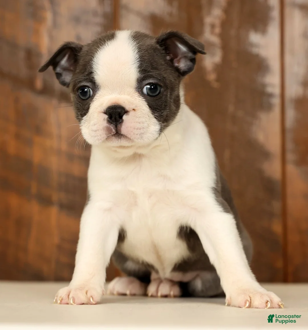 Boston Terrier dogs for sale: Rita - Ad 2