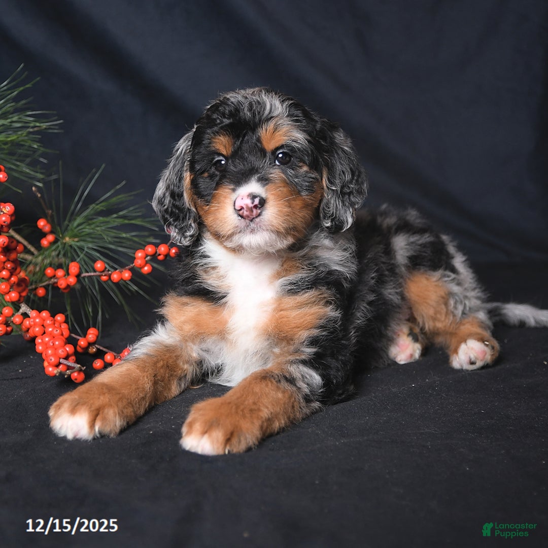 Bernedoodle dogs for sale: Chase - Ad 2