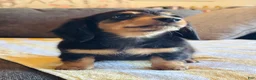 Miniature Dachshund dogs for sale: AKC Longhair Black & Tan Mini Dachshund Girl - Ad 3