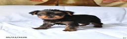 Yorkshire Terrier dogs for sale: Max - Ad 4