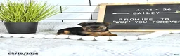 Yorkshire Terrier dogs for sale: Bailey - Ad 3
