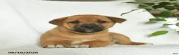 Shiba Inu dogs for sale: Rocky  - Ad 4