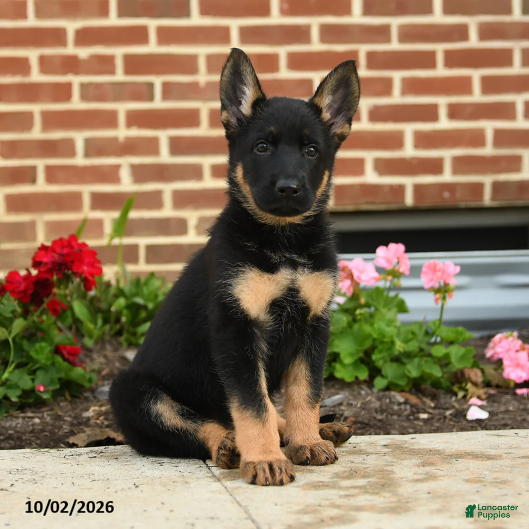 German Shepherd dogs for sale: Mila - Ad 2