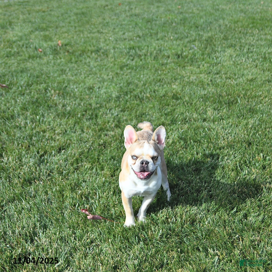 French Bulldog dogs for sale: Skye - Ad 5