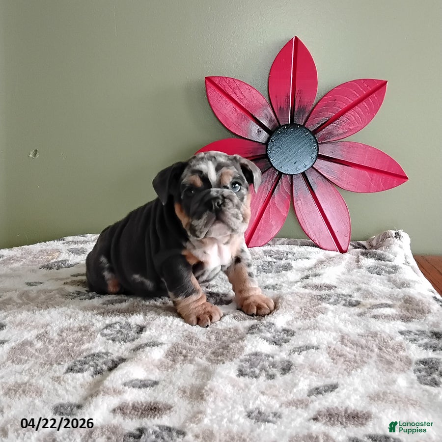 English Bulldog dogs Keith - Ad 1