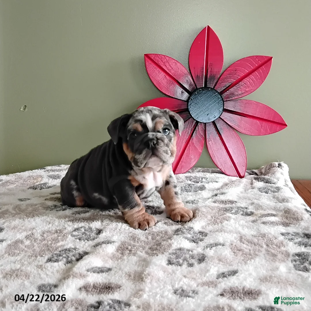 English Bulldog dogs for sale: Keith - Ad 1