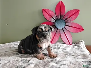 English Bulldog dogs for sale: Keith - Ad 2