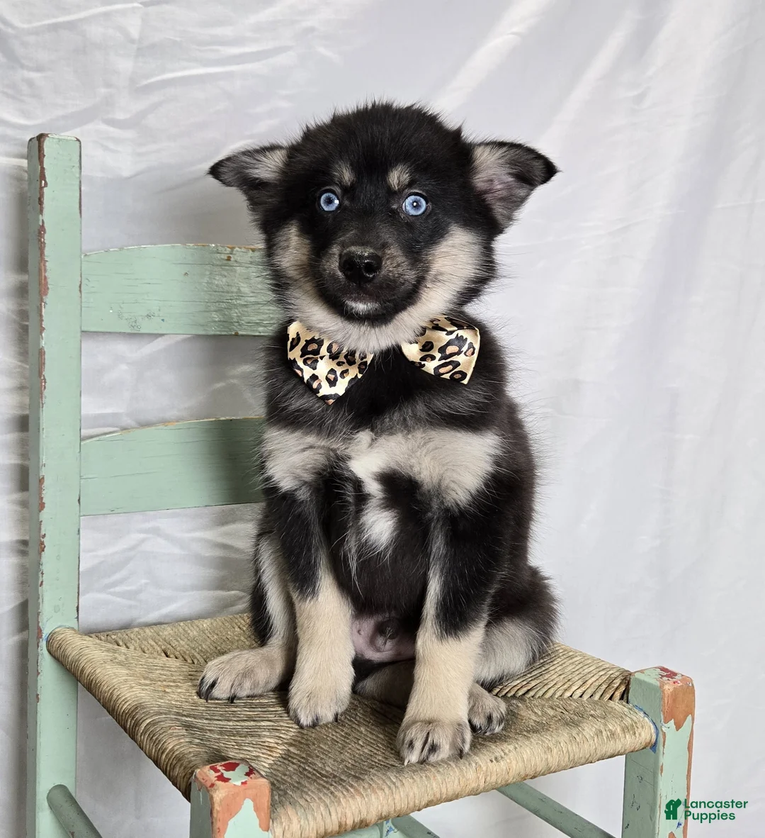 Pomsky dogs for sale: Timber - Ad 1