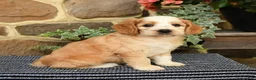 Cockapoo dogs for sale: Starbucks - Ad 3