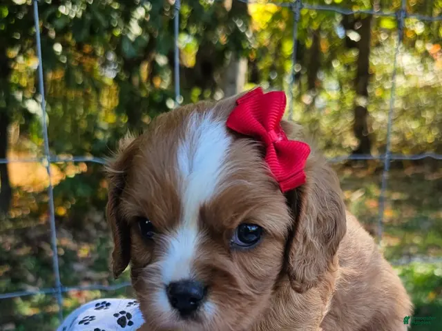 Cavalier King Charles Spaniel dogs for sale: ♥️SWEET HAZEL ♥️ - Ad 2