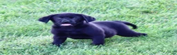 Labrador Retriever dogs for sale: Betty  - Ad 8