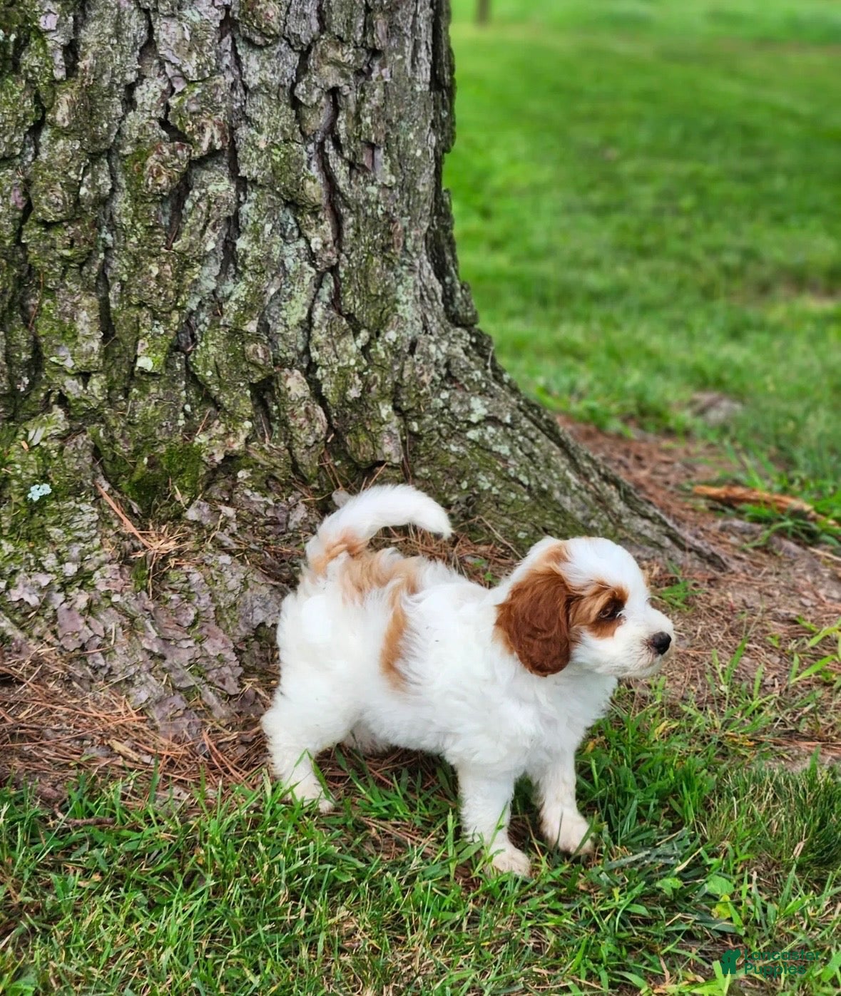 Cavapoo dogs Cavapoo 1 - Ad 1