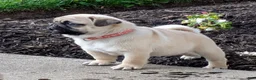 Pug dogs for sale: Pug Puppy 2 - Ad 3