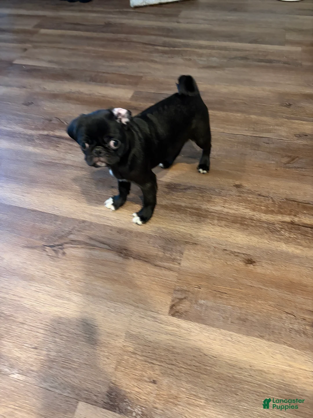 Pug dogs for sale: Jackie - Ad 2